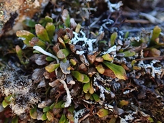 Notogrammitis crassior