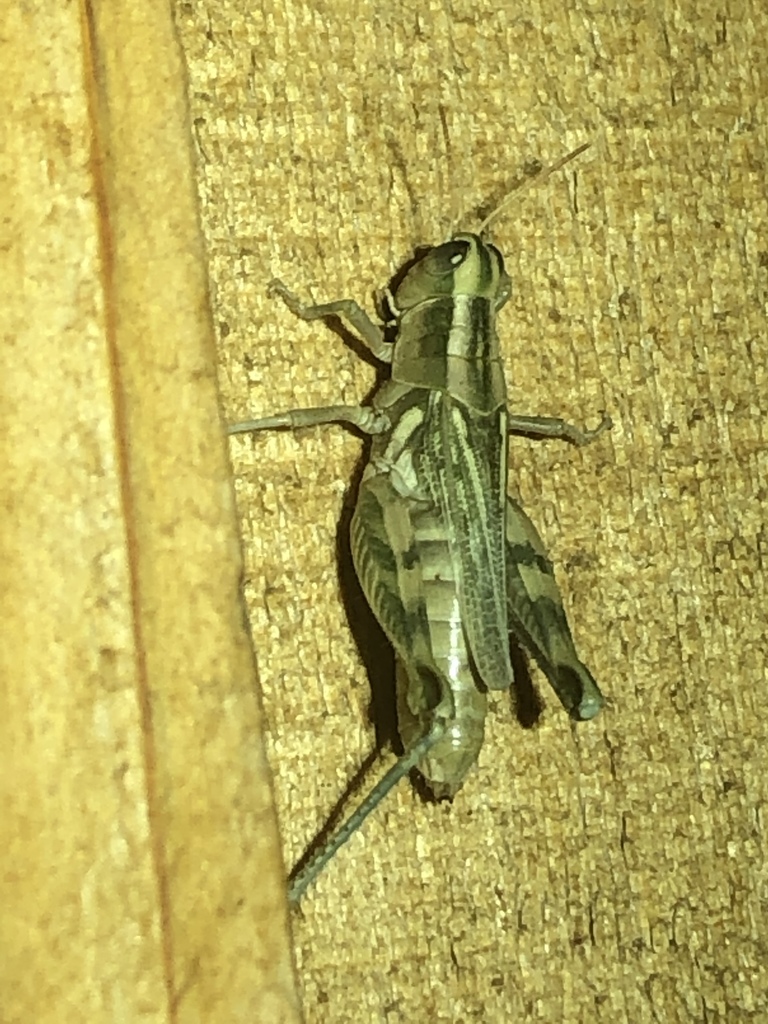 Russianthistle Grasshopper