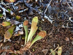 Notogrammitis crassior