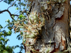 Tillandsia tricholepis