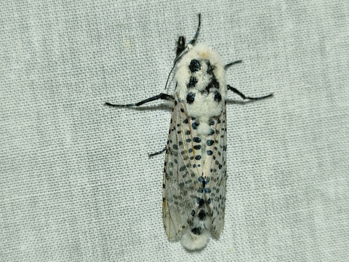 Photo of Wood Leopard Moth (Zeuzera pyrina)