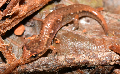 Pygmy Salamander