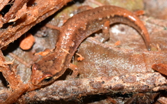 Desmognathus wrighti