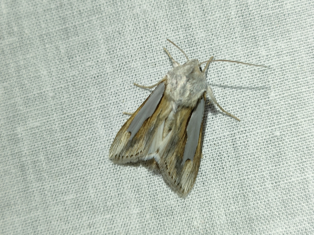 Cucullia bubaceki