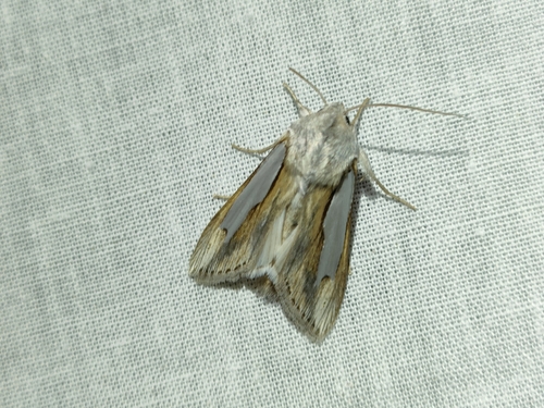 Cucullia bubaceki