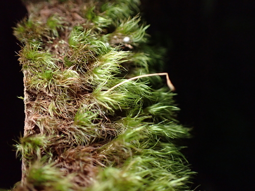 Dicranum scottianum observed 2025-03-29