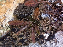 Anisotome flexuosa
