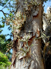 Tillandsia tricholepis