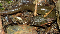 Desmognathus santeetlah