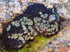 Arthrorhaphis alpina