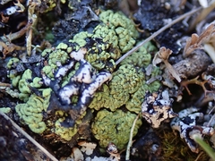 Arthrorhaphis alpina