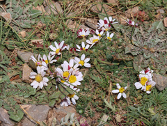 Anacyclus pyrethrum, photograph (c) Joey Bom, some rights reserved (CC BY)