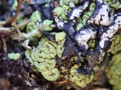 Arthrorhaphis alpina