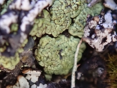 Arthrorhaphis alpina