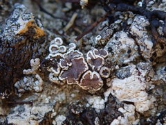 Lecanora lugubris