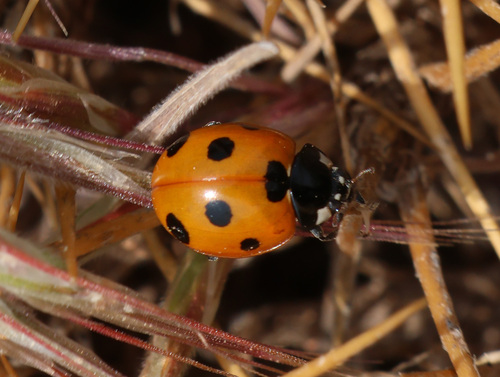 Algerian Seven-spotted Lady Beetle