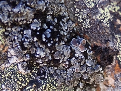Lecanora lugubris