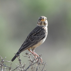 Galerida magnirostris magnirostris