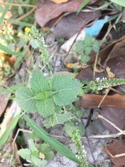 Basilicum polystachyon