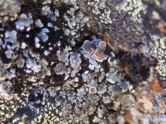 Lecanora lugubris