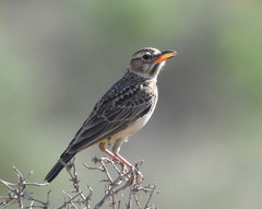 Galerida magnirostris magnirostris