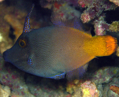 Orangetail Filefish photo 3