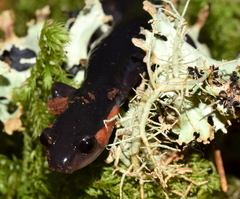 Plethodon jordani