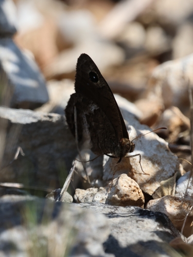Satyrus actaea