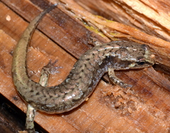 Desmognathus wrighti
