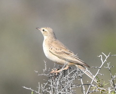 Anthus nicholsoni