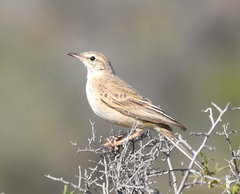 Anthus nicholsoni