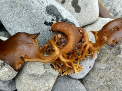 Arthrothamnus bifidus