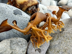 Arthrothamnus bifidus