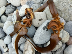 Arthrothamnus bifidus