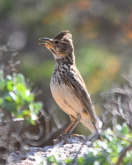 Galerida magnirostris magnirostris