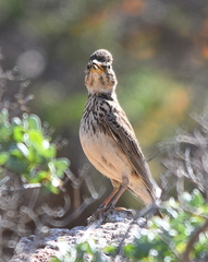 Galerida magnirostris magnirostris