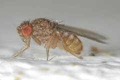 Drosophila repleta