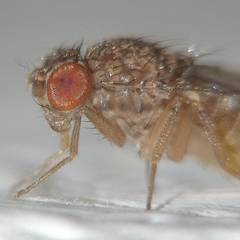 Drosophila repleta