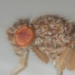 Drosophila repleta