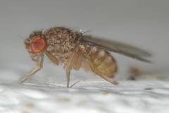 Drosophila repleta