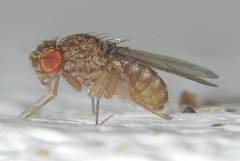 Drosophila repleta