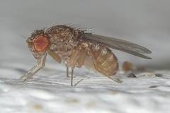 Drosophila repleta