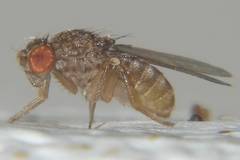 Drosophila repleta