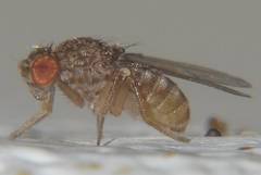 Drosophila repleta