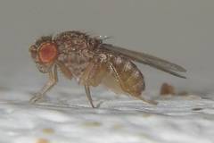 Drosophila repleta