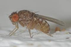 Drosophila repleta