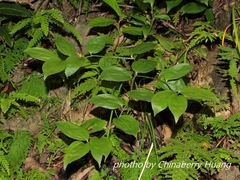 Disporum kawakamii