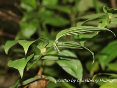 Disporum kawakamii