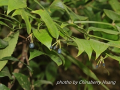 Disporum kawakamii