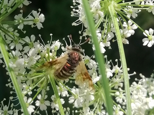 Abia aurulenta